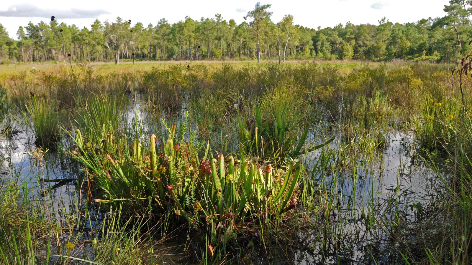 Photo of Florida marsh Photo of Florida marsh