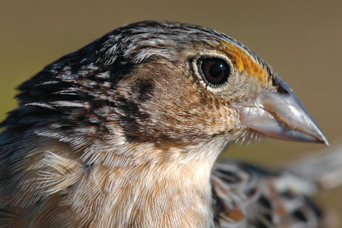 Endangered Grasshopper Sparrow