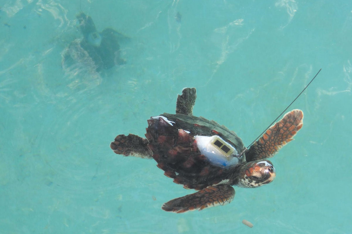 A young sea turtle swims with the ocean with a tracking device attached to its device
