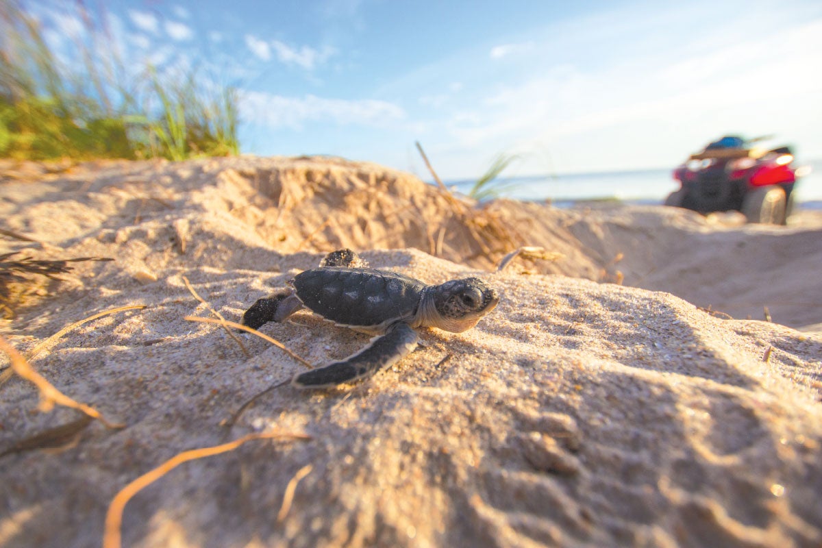 Baby sea turtle crawls on the sand as it emerges from nest