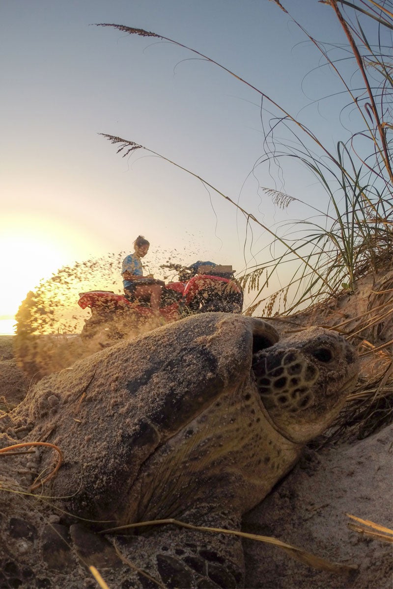 A UCF researcher waits in the background as a turtle covers some recently laid eggs with sand