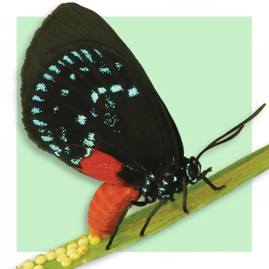 Atala Butterfly