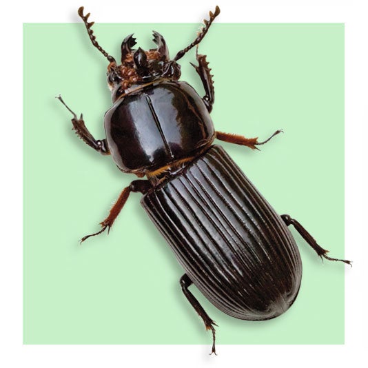 Bess Beetle