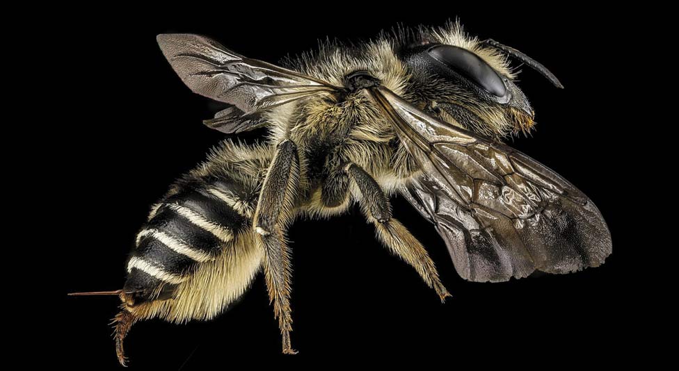 Leaf-cutter Bee Leaf-cutter Bee