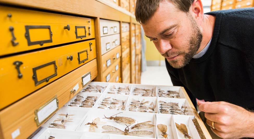 Shawn Kelly looking at insects stored in a drawer cabinet