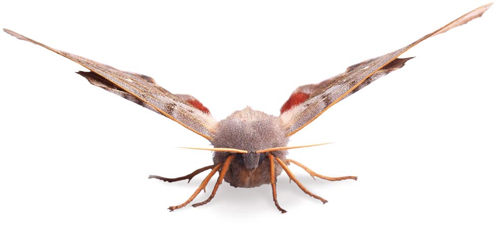 Hawk Moth