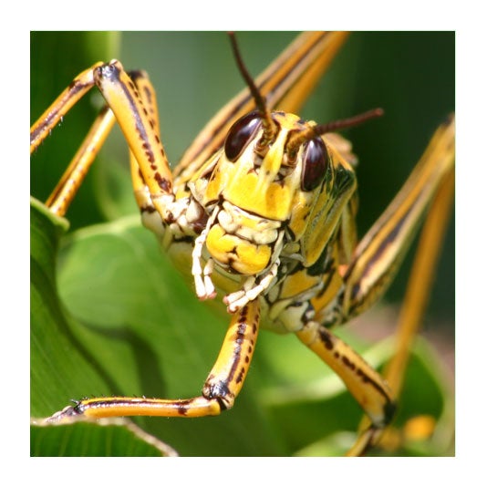 Lubber Grasshopper