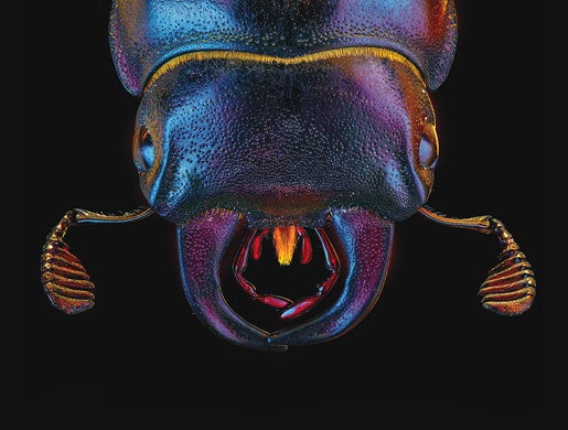 Stag Beetle Stag Beetle