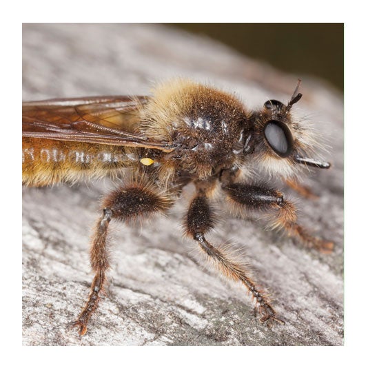 Robber Fly Robber Fly