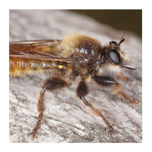 Robber Fly