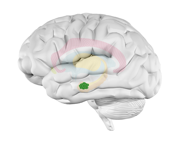 Amygdala