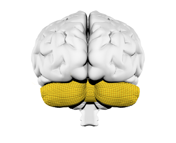 Cerebellum