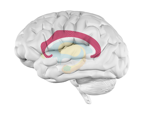 Corpus Callosum