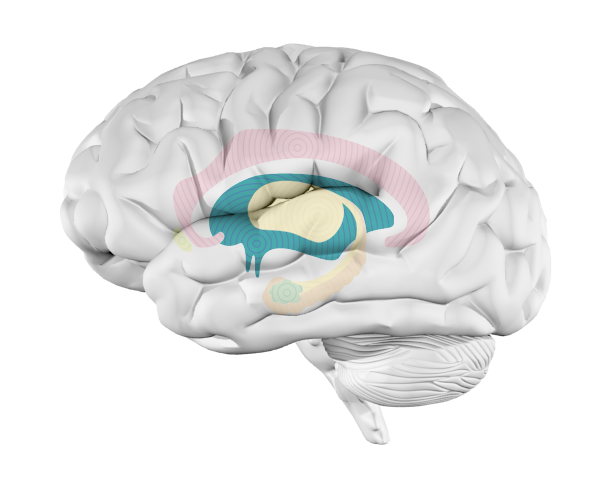 Hypothalamus