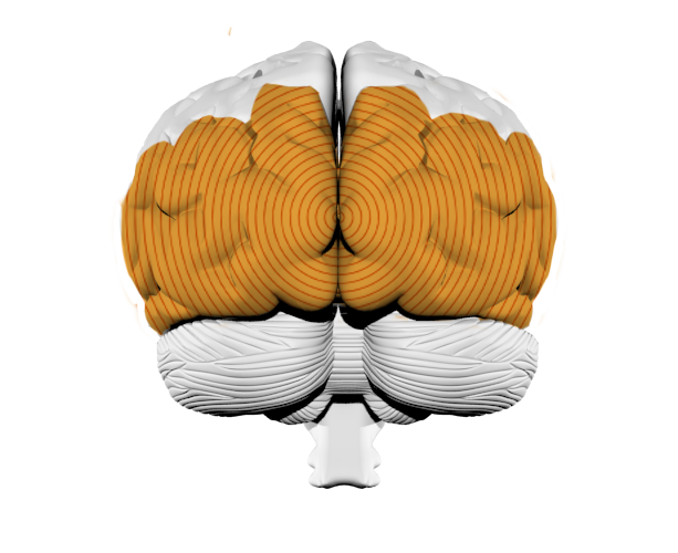 Occipital Lobe