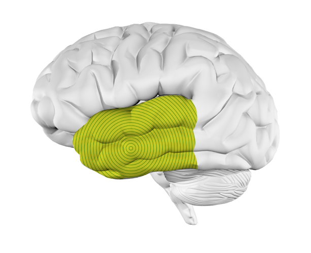 Temporal Lobe