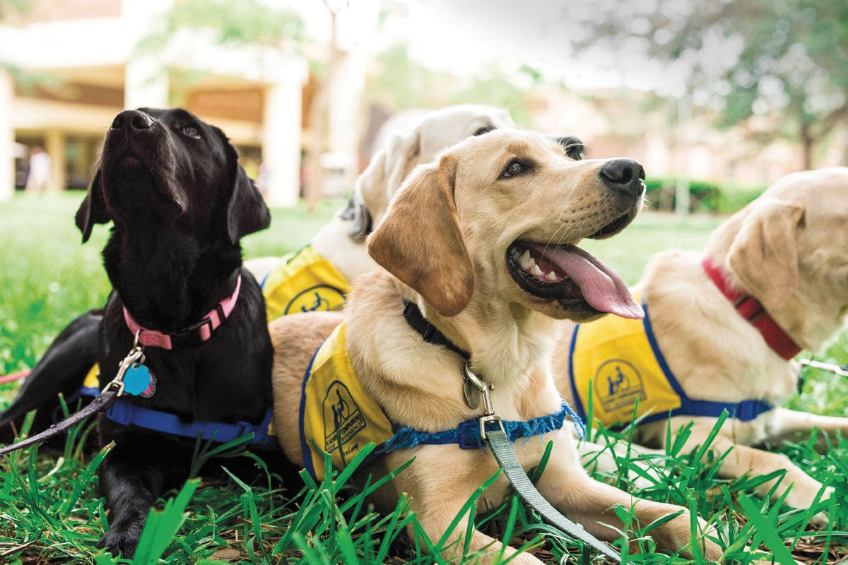 Canines Companions for Independence