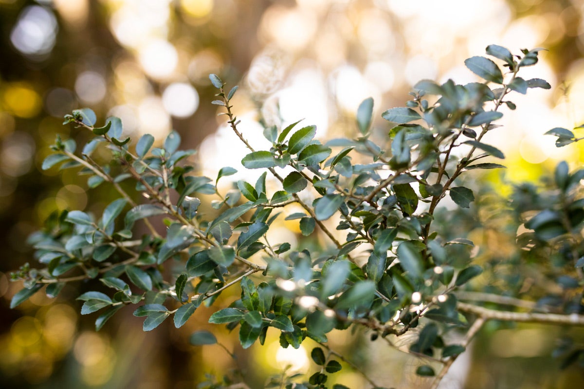 Green leaves on a branch.