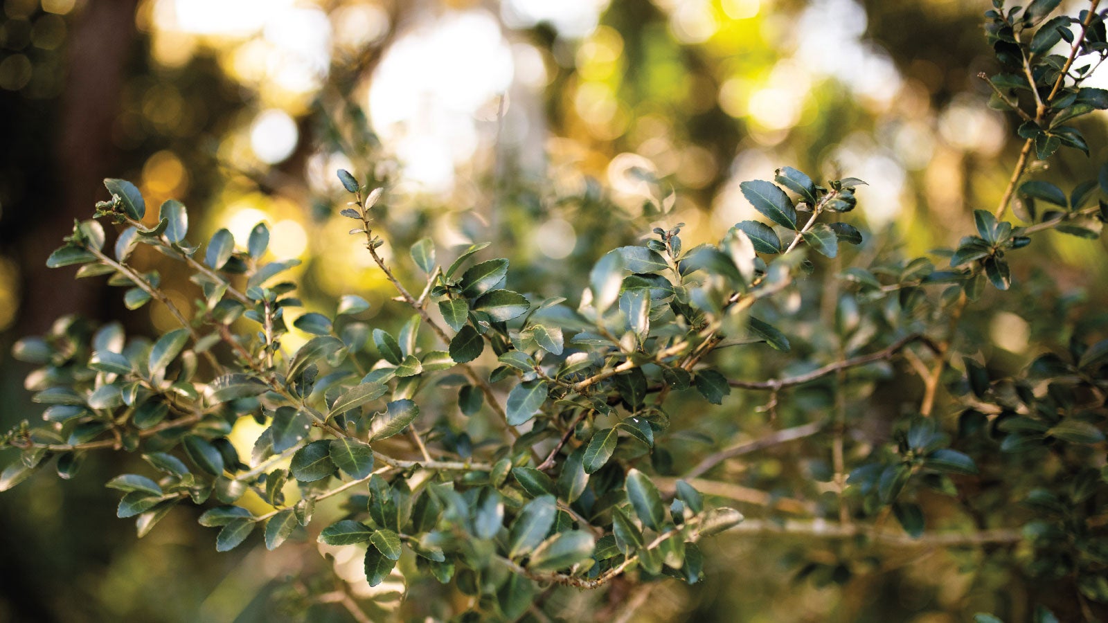 A New Day for Yaupon Tea A New Day for Yaupon Tea