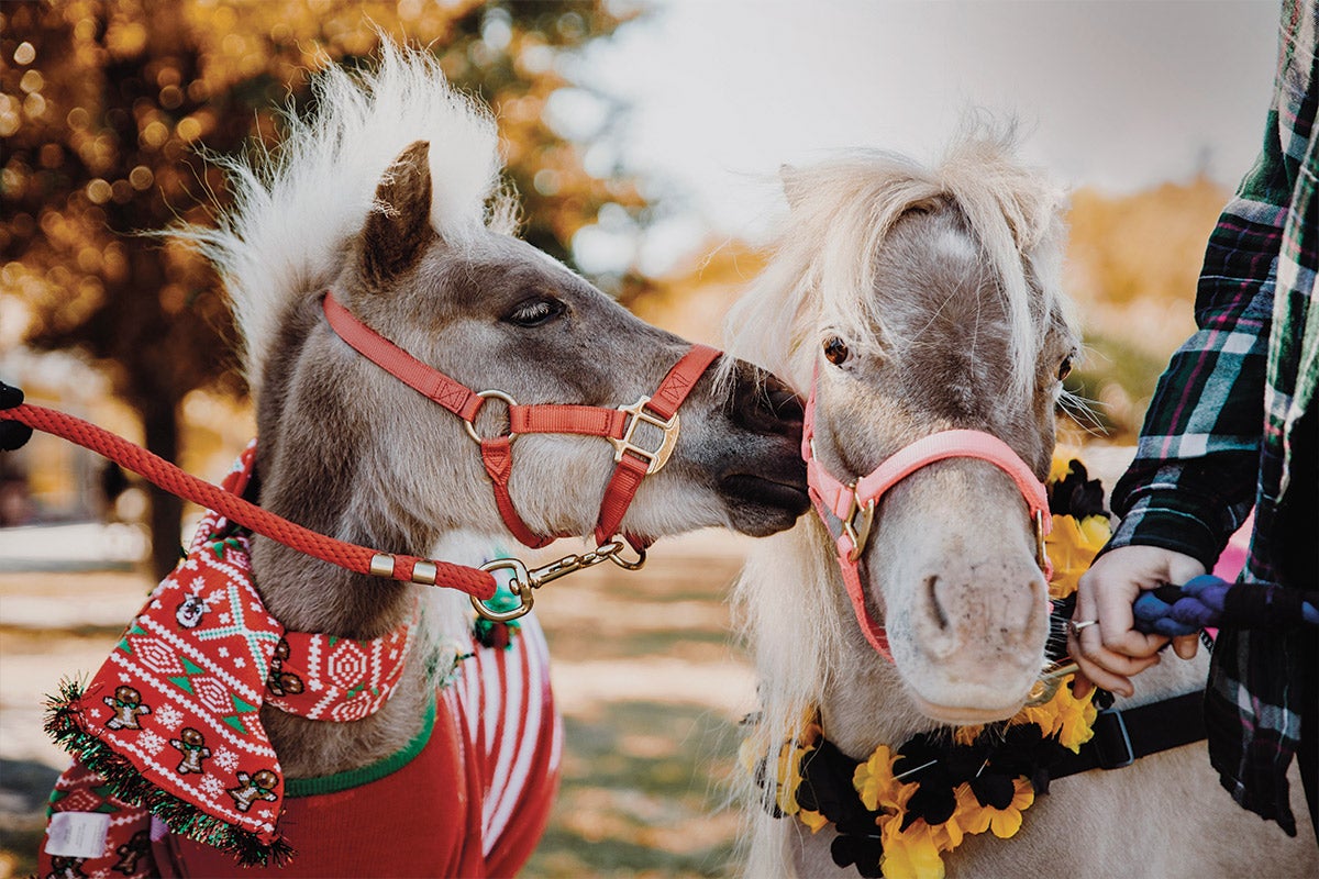 Two mini horses boop noses